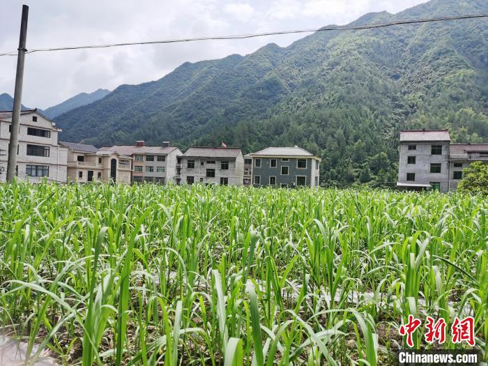 祯旺乡甘蔗长势良好 张雨滴 摄