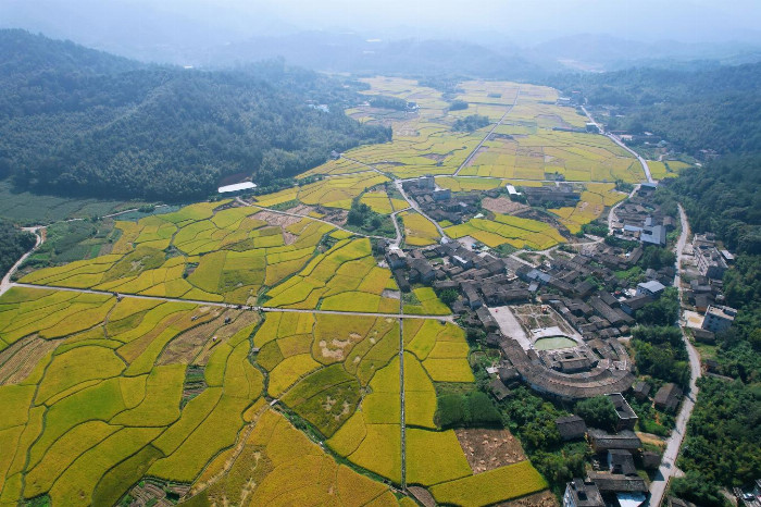 福建漳平：稻花香里庆丰年